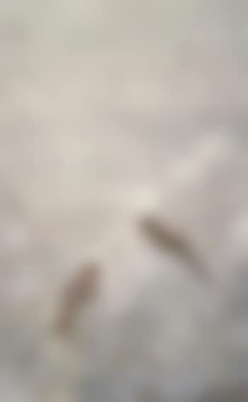Sparrow And Plum (preview)