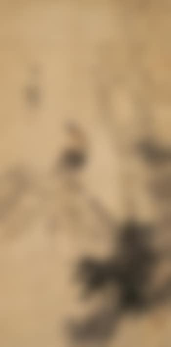 Bird And Bamboo (preview)
