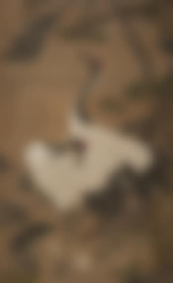 Crane And Bamboo (preview)