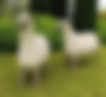 Deux Brebis (preview)