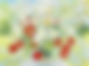 Les Tulipes et les Tokyos (preview)