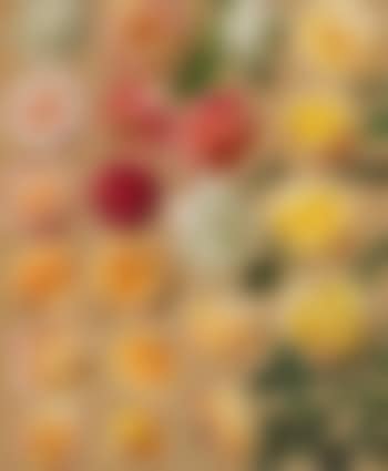 Large Study Of Roses - 21 Rosebuds And Leaves (preview)