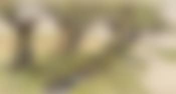 Feldweg Mit Kopfweiden (preview)