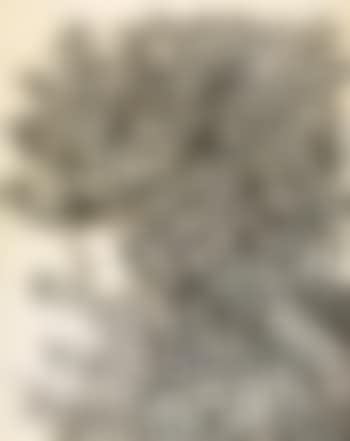 Figura Ornamentada (preview)