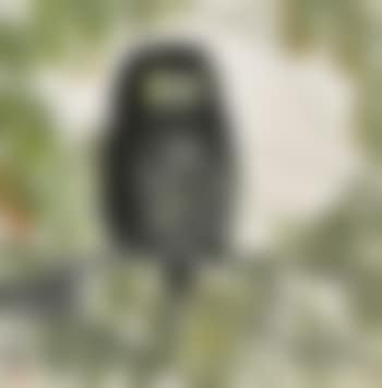 Owl (preview)