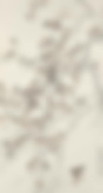 Hundred Sparrows (preview)