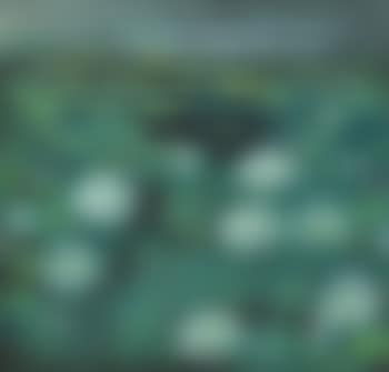Lotus Pond (preview)