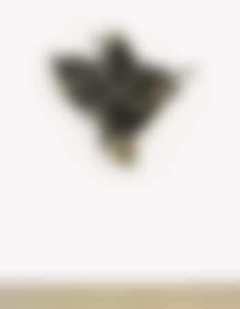 Black Orchid/Stutz Bearcat (preview)