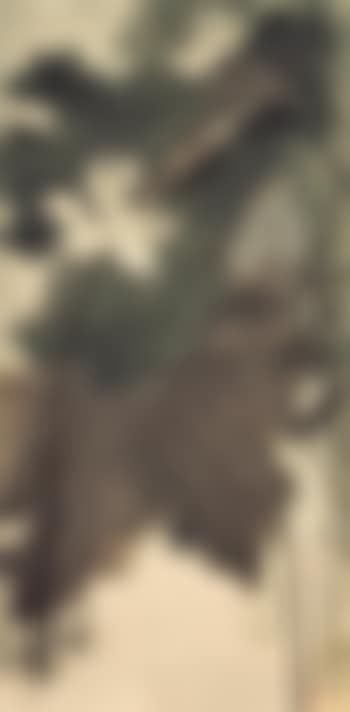 Green Lotus (preview)