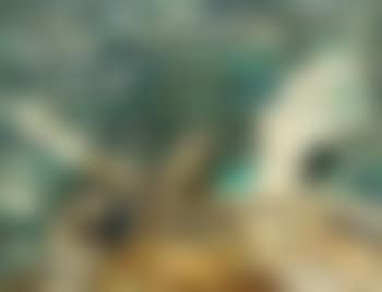 Marine sans Horizon, Cote Basque (preview)