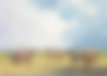 At the start, Newmarket (preview)