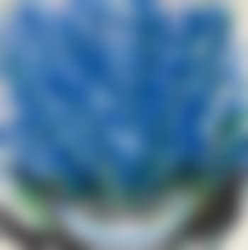 Blue Flowers (preview)