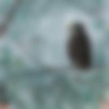 A Bird Standing On The Branch (preview)