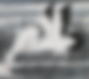 Egrets (preview)