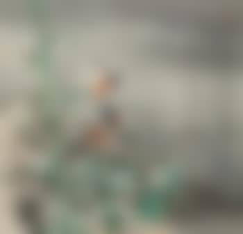 Birds And Green Bamboo (preview)