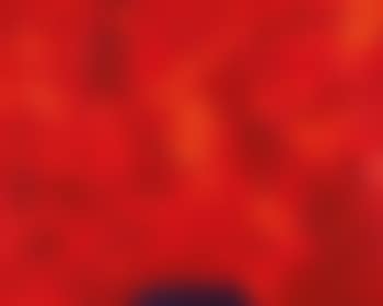 Rosette (preview)