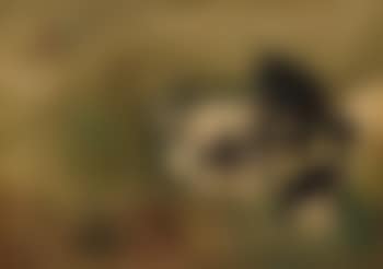 Puppies (preview)