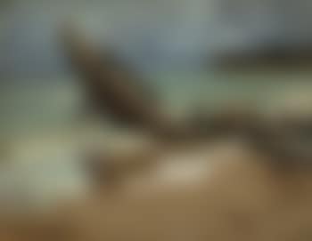 Wrack Am Strand (preview)