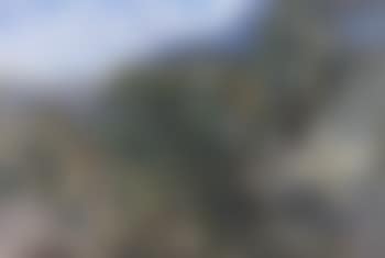 (Wattle) trees with approaching storm (preview)