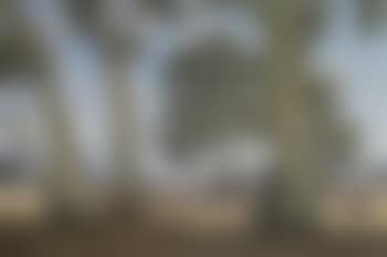Australian sheep country (preview)