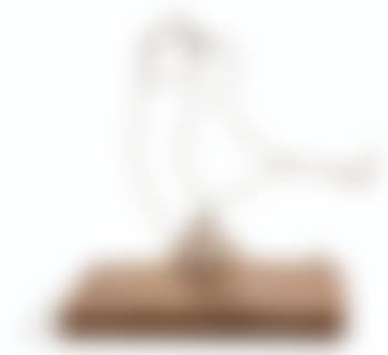 Bird Chasing Fly (preview)