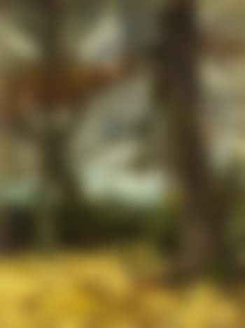 Eichenstämme im Vorfrühling (preview)