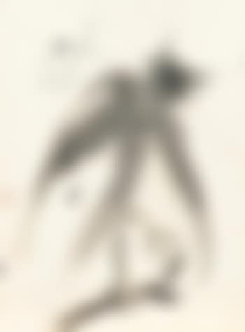 Chouette (preview)