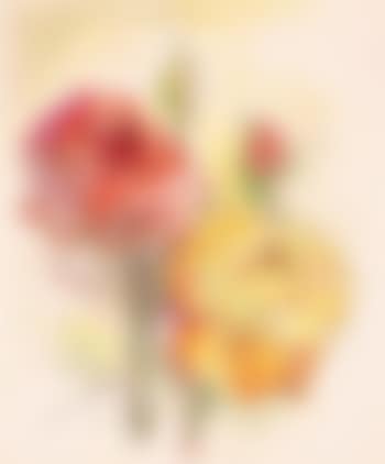 Rosen (preview)
