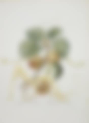 Abricot chevalier (Apricot Knight) (preview)