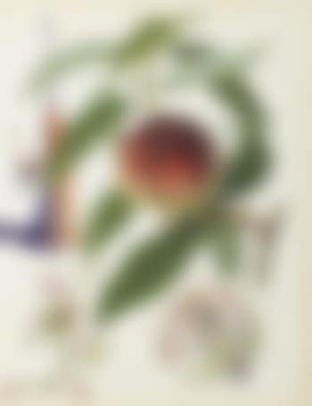 Pêcher pénitent (Penitent Peach) (preview)