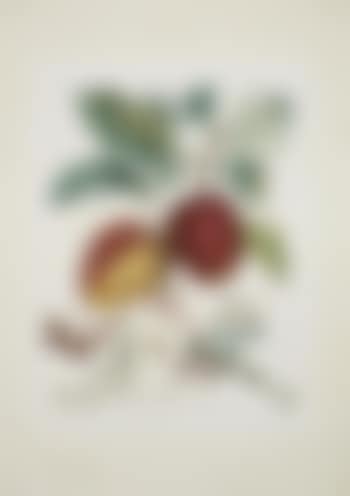 Pomme Dragon (Dragon Apple) (preview)