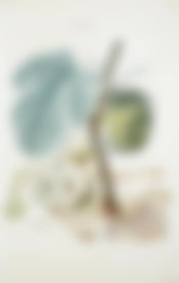 Homme figuier (Fig Man) (preview)