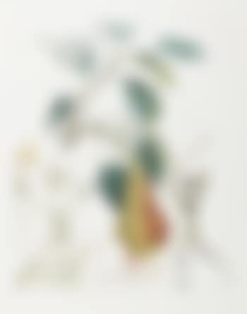 Poire Don Quichotte (Don Quixote Pear) (preview)