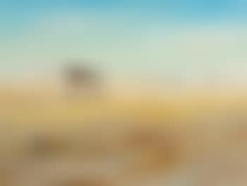 Sheep Shelter Wimmera Landscape (preview)