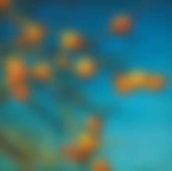 Persimmon (preview)
