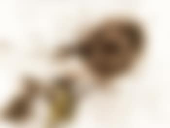 Dragon cypress (preview)