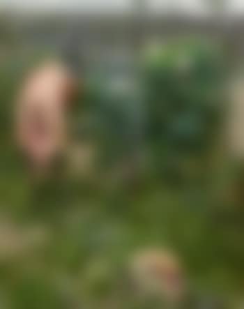 Le jardinier (preview)
