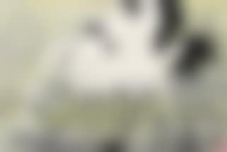 Birds (preview)