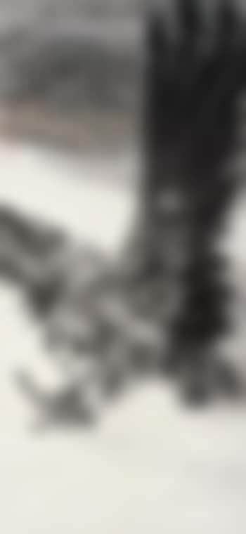 A Flying Eagle (preview)