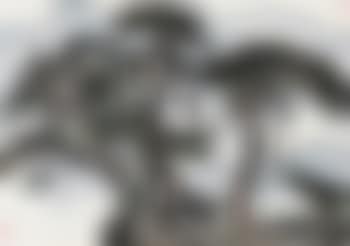 Grand Pine Trees (preview)