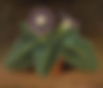 Gloxinie (preview)