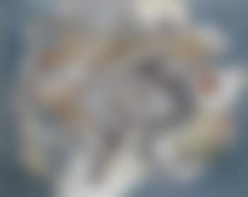 Transhumance (preview)