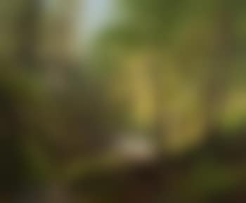 Hunter in the Woods (preview)