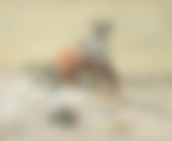A Pitcher (preview)