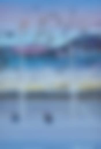 Black swans near Shoalhaven (preview)