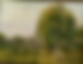 In the woods (preview)