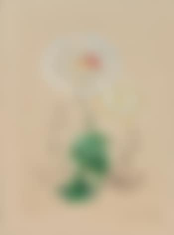 Chrysanthemum Frutescens from Flora Dalinae (preview)