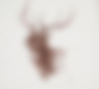 Bull elk portrait (preview)