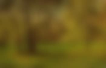 Herbstliche Waldlandschaft: Automne à Bagatelle, Paris (preview)