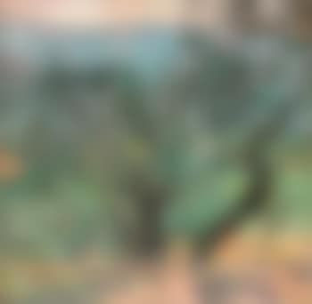 Olive grove I (preview)